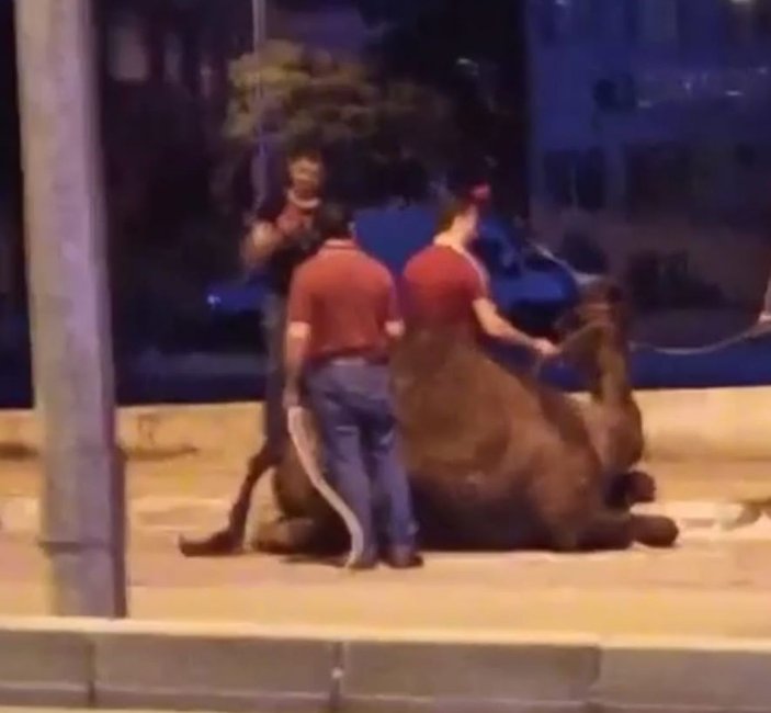 Trafikte koşturulan deve korumaya alındı, 'Garip' ismi verildi -6