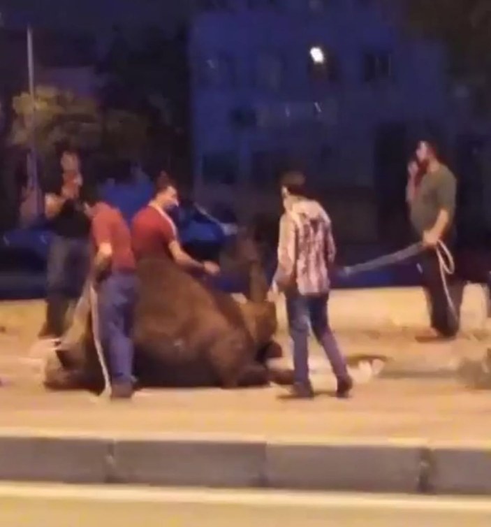 Trafikte koşturulan deve korumaya alındı, 'Garip' ismi verildi -3