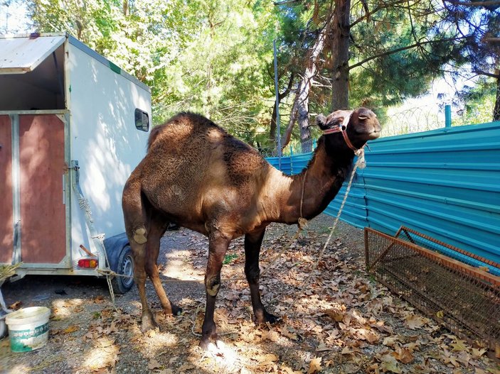Trafikte koşturulan deve korumaya alındı, 'Garip' ismi verildi -4
