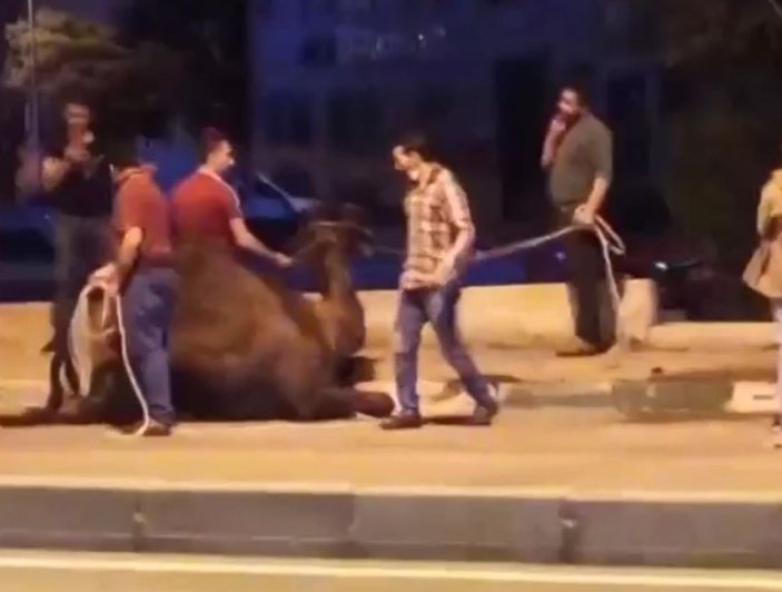 Trafikte koşturulan deve korumaya alındı, 'Garip' ismi verildi -7