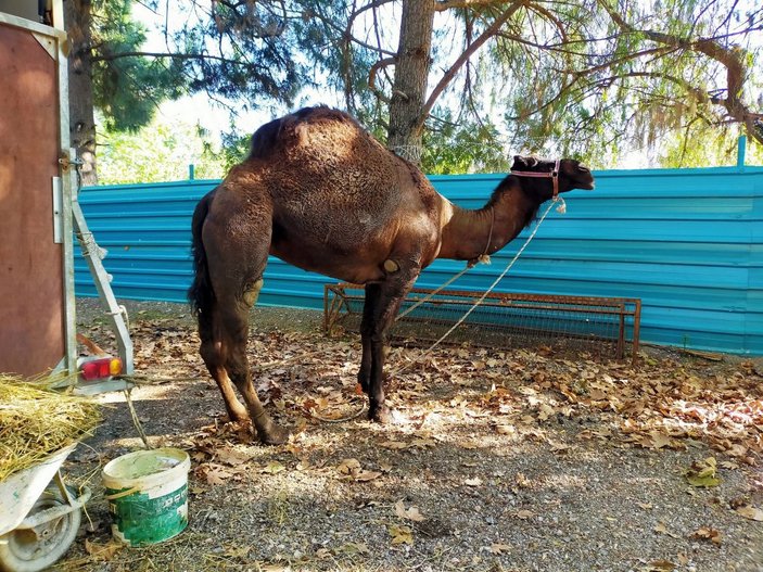 Trafikte koşturulan deve korumaya alındı, 'Garip' ismi verildi -8