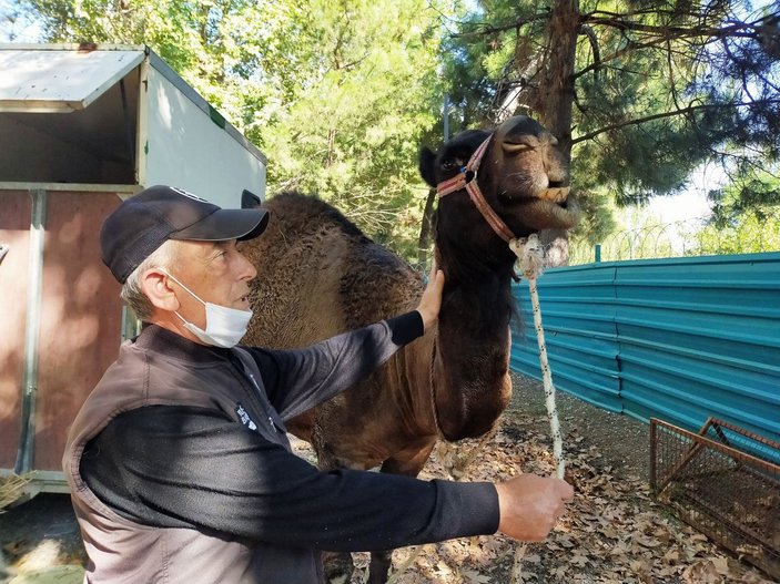Trafikte koşturulan deve korumaya alındı, 'Garip' ismi verildi -5