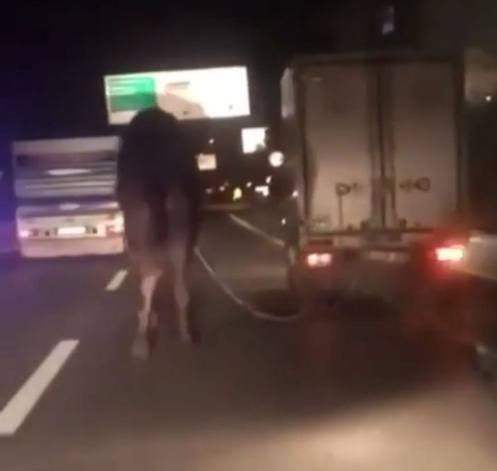 Trafikte koşturulan deve korumaya alındı, 'Garip' ismi verildi -1