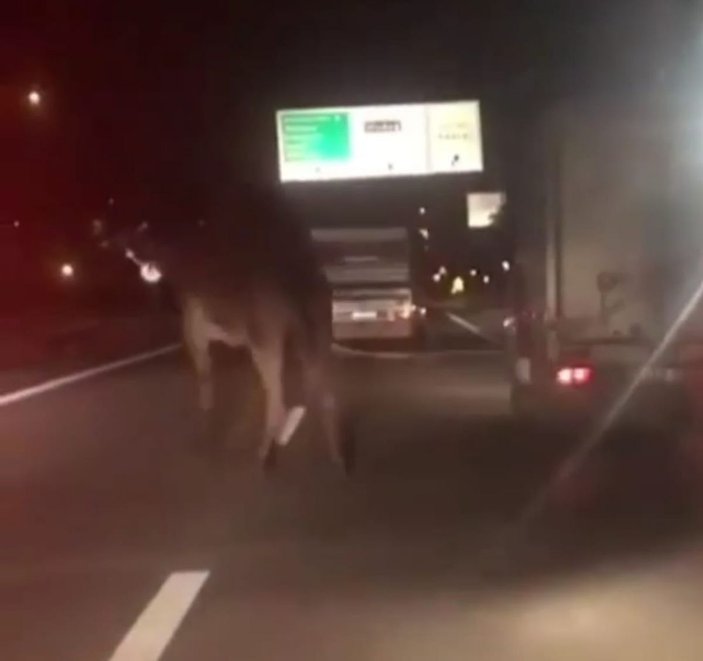Trafikte koşturulan deve korumaya alındı, 'Garip' ismi verildi -2