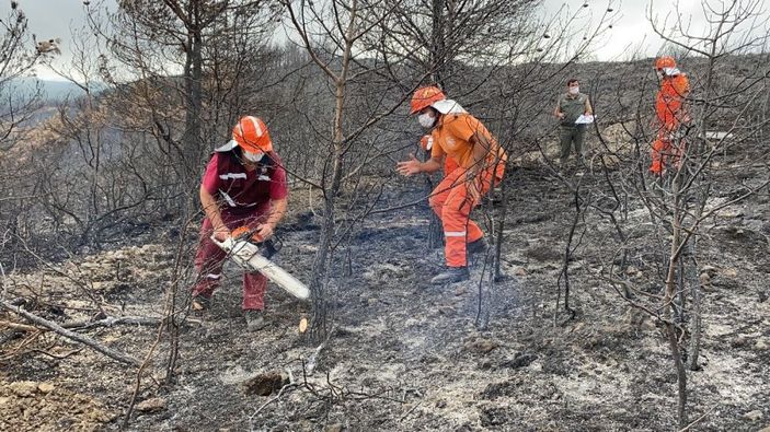 Hatay’da yanan ormanlık alana fidan dikmeyin uyarısı -1