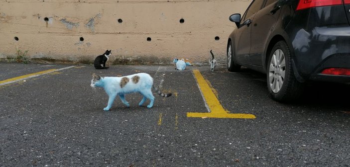 Küçükçekmece'de görenleri şaşırtan mavi kediler
