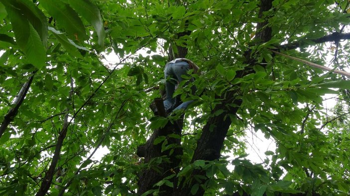 Ekmeğini ağaçlara tırmanarak kazanıyor