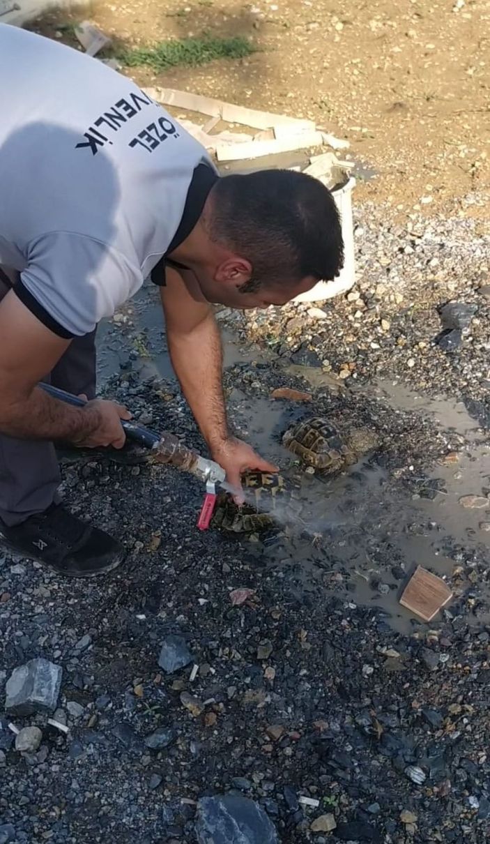 Kuyuya düşen kaplumbağaları güvenlik görevlileri kurtardı  -3