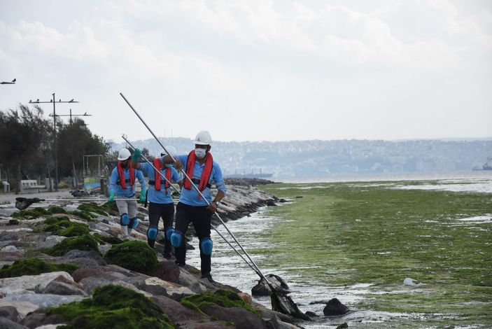 Karşıyaka'da sahil, 'deniz marulu' yosunlarla doldu -7