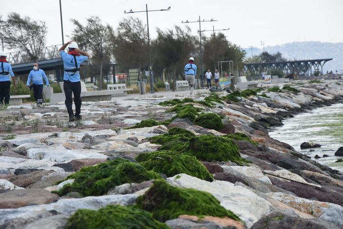 Karşıyaka'da sahil, 'deniz marulu' yosunlarla doldu -4