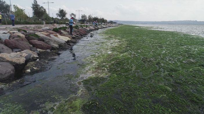 Karşıyaka'da sahil, 'deniz marulu' yosunlarla doldu -9
