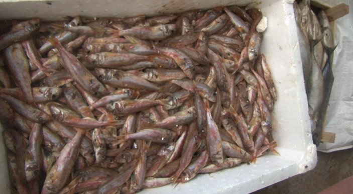 Tuzla'da yaklaşık 1 ton çürümüş balık yakalandı 