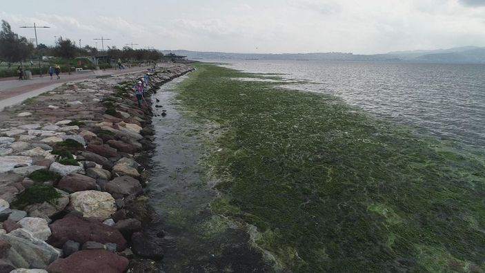 Karşıyaka'da sahil, 'deniz marulu' yosunlarla doldu -8