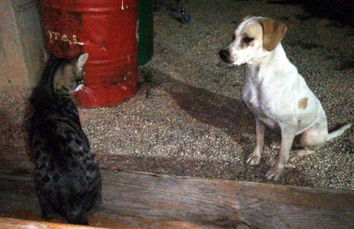 Kedi ile köpeğin dostluğu görenleri şaşırtıyor -2