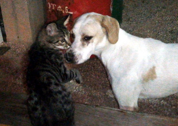 Kedi ile köpeğin dostluğu görenleri şaşırtıyor -1