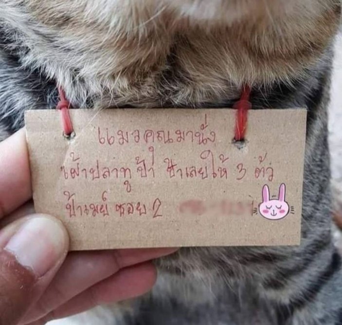 Tayland'da kaybolan kedi, borçlu olarak sahibine döndü