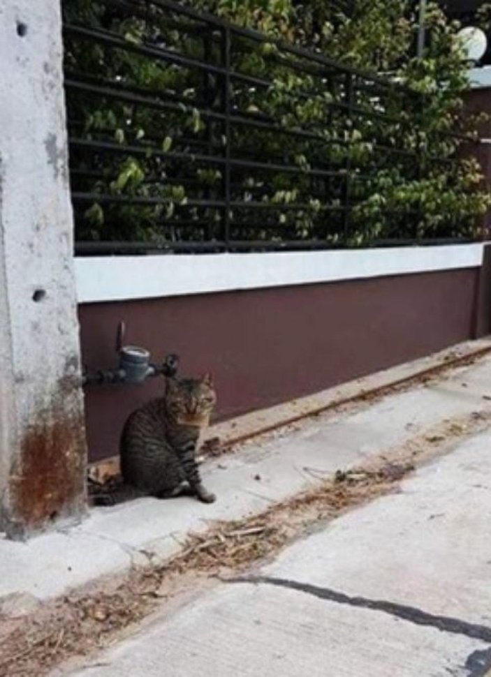 Tayland'da kaybolan kedi, borçlu olarak sahibine döndü