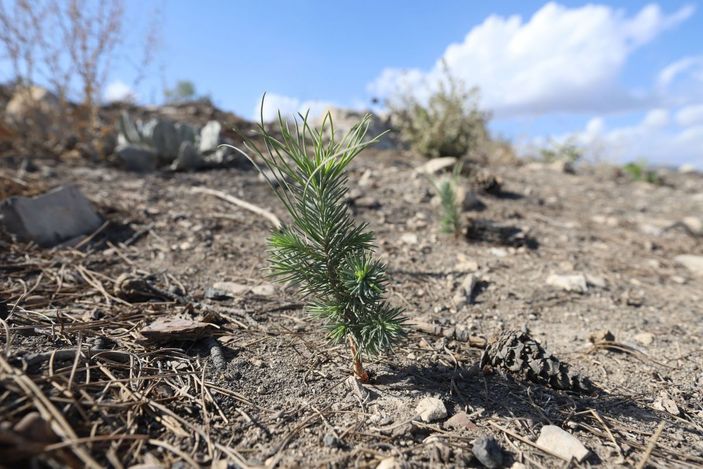 Yanan ağaçların patlayan kozalaklarından çıkan tohumlar, yeşerdi -2