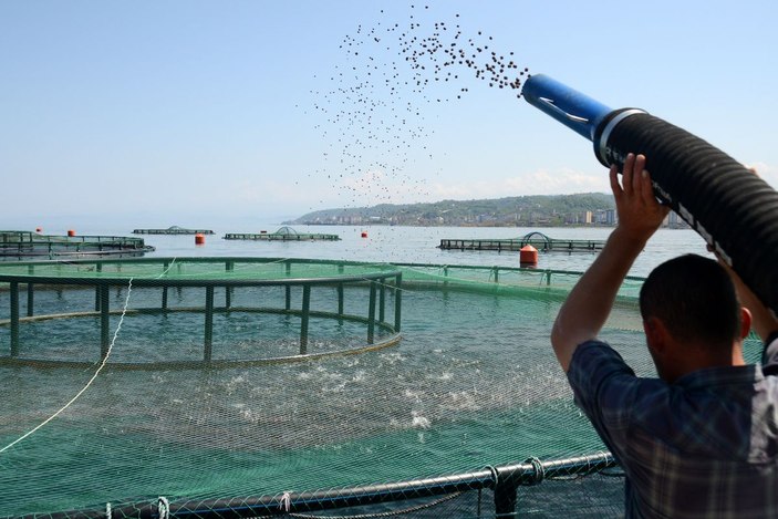 Yırtılan kafesten 2 ton balığın denize dağıldığını duyan, oltasını alıp sahile koştu -9