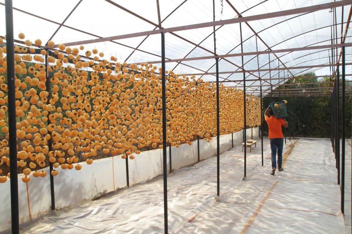 40 kilo ile başladı şimdi yıllık 50 ton cennet elmasını kurutup satıyor -10