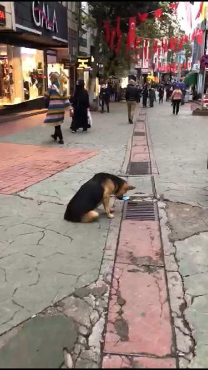 Mazgala bakan sokak köpeği, ilgi odağı oldu -6