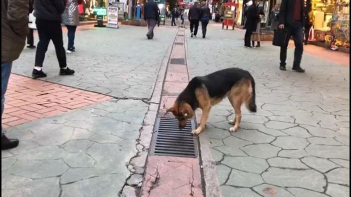 Mazgala bakan sokak köpeği, ilgi odağı oldu -3