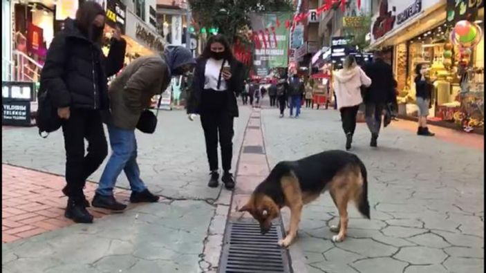 Mazgala bakan sokak köpeği, ilgi odağı oldu -1