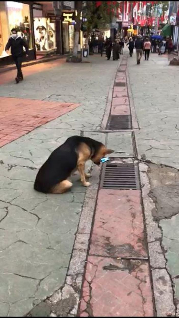 Mazgala bakan sokak köpeği, ilgi odağı oldu -5