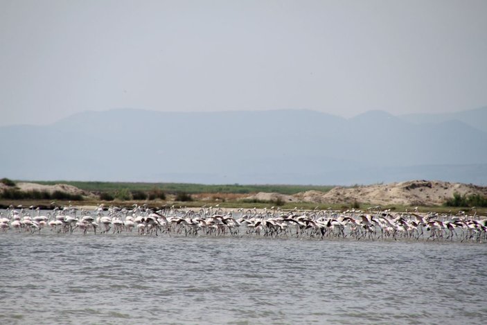 Edirne'deki Gala ve Dalyan göllerinde flamingolar görsel şölen sunuyor -7