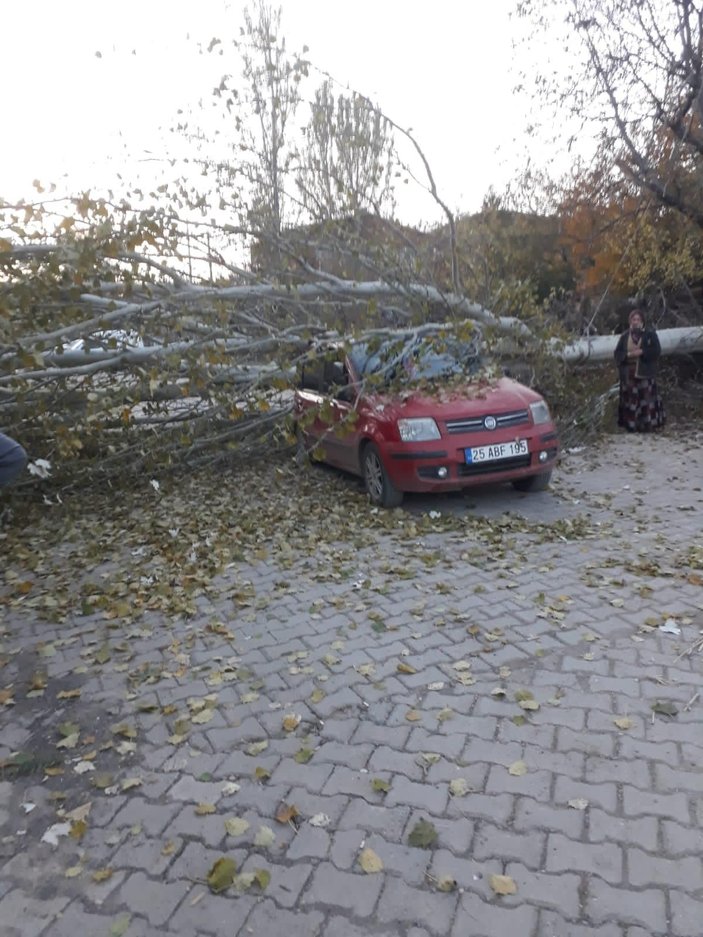 Kesilen ağaç, yoldan geçen otomobilin üzerine düştü -4