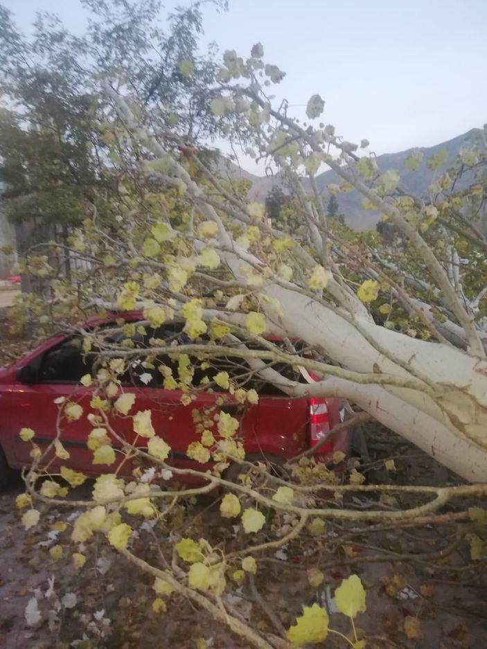d Kesilen ağaç, yoldan geçen otomobilin üzerine düştü -2