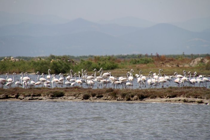 Edirne'deki Gala ve Dalyan göllerinde flamingolar görsel şölen sunuyor -2