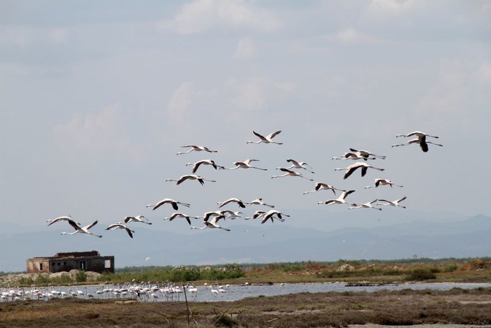 Edirne'deki Gala ve Dalyan göllerinde flamingolar görsel şölen sunuyor -4