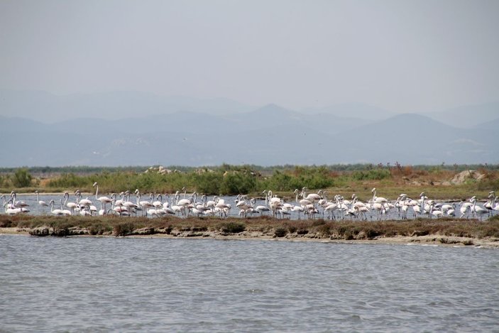 Edirne'deki Gala ve Dalyan göllerinde flamingolar görsel şölen sunuyor -6