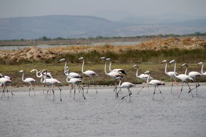 Edirne'deki Gala ve Dalyan göllerinde flamingolar görsel şölen sunuyor -3