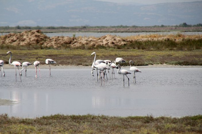 Edirne'deki Gala ve Dalyan göllerinde flamingolar görsel şölen sunuyor -1