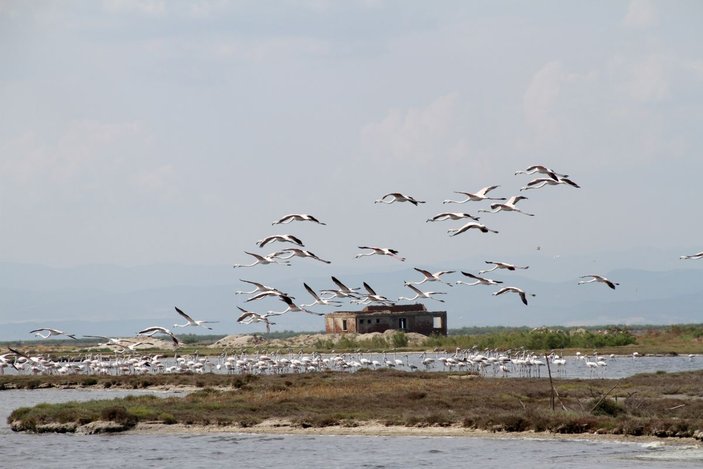 Edirne'deki Gala ve Dalyan göllerinde flamingolar görsel şölen sunuyor -5