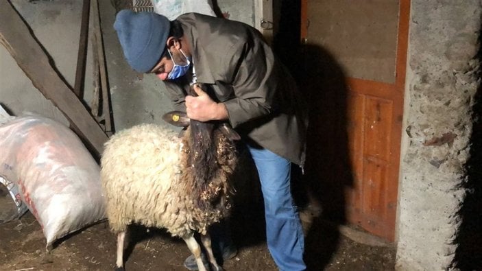 Kars'ta 2 kurt, 35 koyunu telef etti