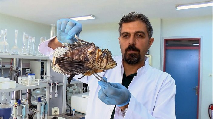 Akdeniz'i istila eden Aslan balığı, kısmi felç yaşatıyor