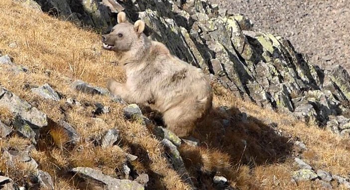 Giresun'da ayının saldırdığı kişiyi köpekler kurtardı