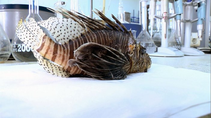 Akdeniz'i istila eden Aslan balığı, kısmi felç yaşatıyor
