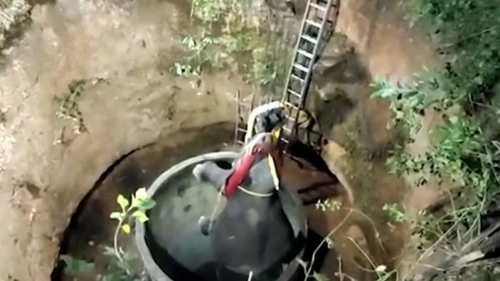 Hindistan'da 15 metrelik çukura düşen fil, 16 saatte kurtarıldı