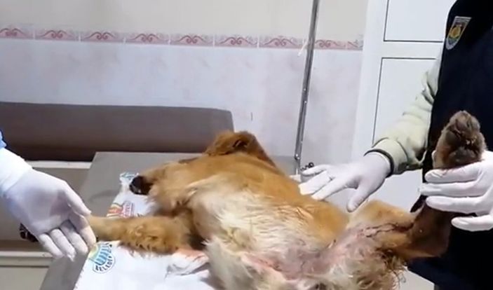 Tüfekle vurulan sokak köpeği Paşa, tedaviye alındı -2