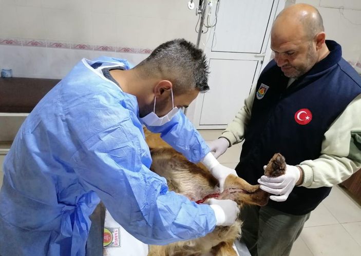 Tüfekle vurulan sokak köpeği Paşa, tedaviye alındı -1