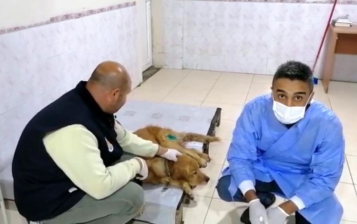 Tüfekle vurulan sokak köpeği Paşa, tedaviye alındı -3