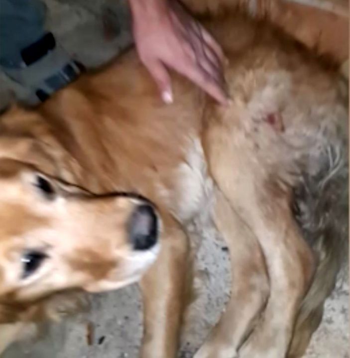Tüfekle vurulan sokak köpeği Paşa, tedaviye alındı -5