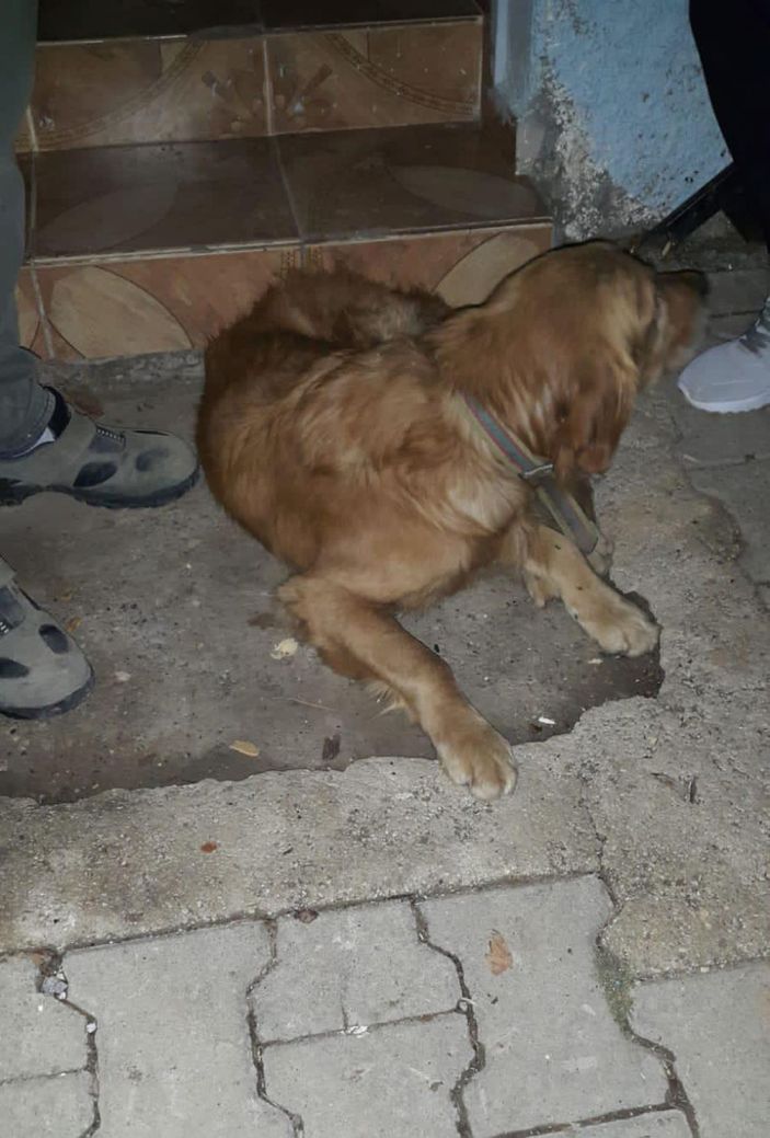 Tüfekle vurulan sokak köpeği Paşa, tedaviye alındı -4