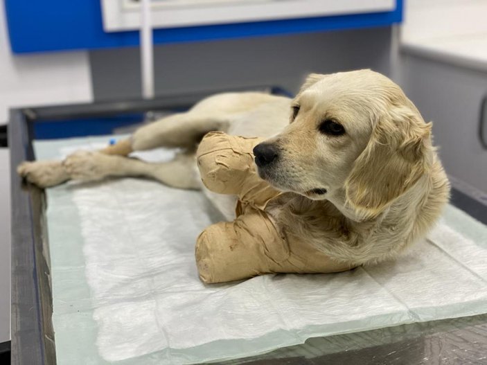 Pamuk adlı köpeğin tüfekle vurulup, patilerinin kesildiği ortaya çıktı -5