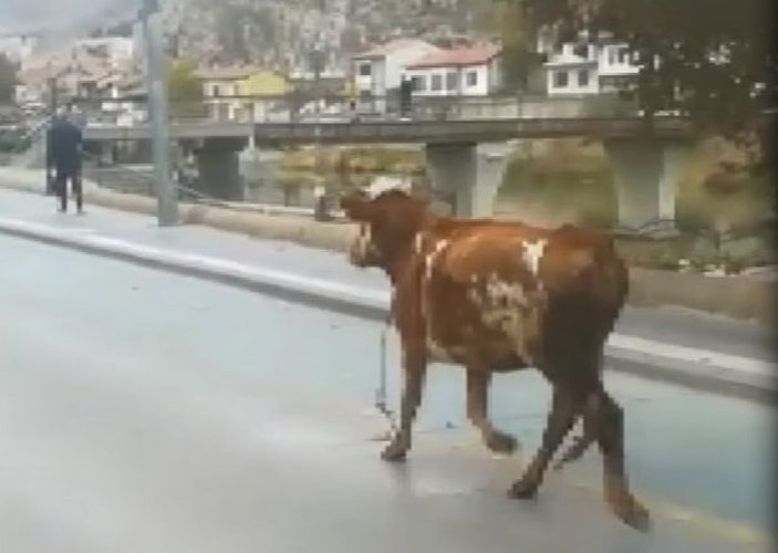 Amasya'da sahibinin elinden kaçan boğa, trafiği birbirine kattı