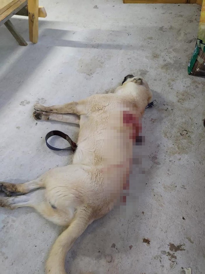 Tüfekle otomobilden ateş açılan Kangal çoban köpeği, 42 saçmayla yaralandı -4